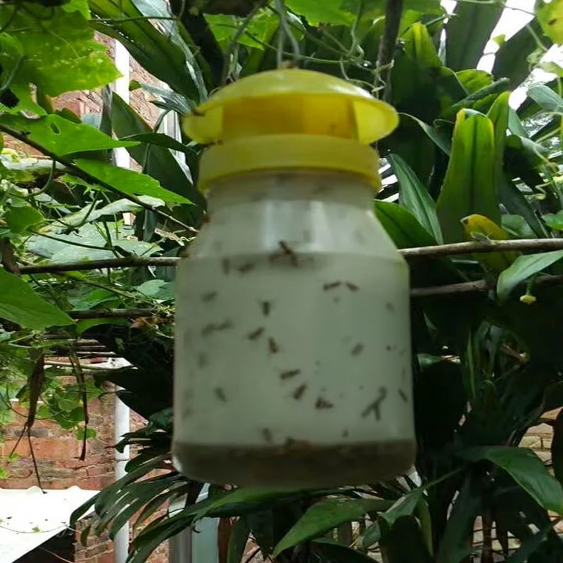 Piège réutilisable contre les mouches des fruits pour jardin et verger